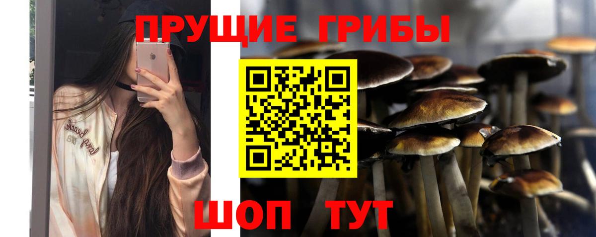 Лесной  Псилоцибиновые грибы GOLDEN TEACHER  Вход с VPN  Галлюциногенные грибы Psilocybine cubensis 